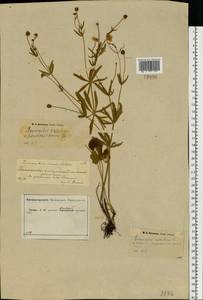 Ranunculus cassubicus L., Eastern Europe, Central forest-and-steppe region (E6) (Russia)