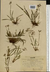Luzula pilosa (L.) Willd., Eastern Europe, Central forest region (E5) (Russia)