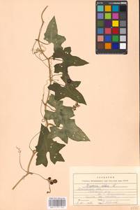 Bryonia alba L., Eastern Europe, Moscow region (E4a) (Russia)