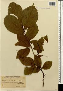 Parrotia persica (DC.) C.A.Mey., Caucasus, Azerbaijan (K6) (Azerbaijan)