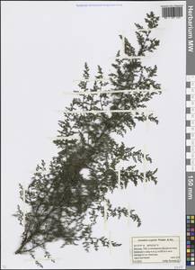 Artemisia scoparia Waldst. & Kit., Eastern Europe, Moscow region (E4a) (Russia)