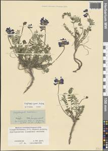 Oxytropis albana Steven, Caucasus, North Ossetia, Ingushetia & Chechnya (K1c) (Russia)