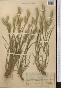 Bromus danthoniae Trin., Middle Asia, Syr-Darian deserts & Kyzylkum (M7) (Kazakhstan)