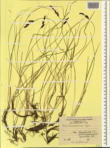 Carex transcaucasica T.V.Egorova, Caucasus, South Ossetia (K4b) (South Ossetia)