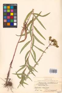 Hieracium umbellatum L., Eastern Europe, Moscow region (E4a) (Russia)