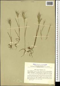 Bromus danthoniae Trin., Caucasus, Azerbaijan (K6) (Azerbaijan)