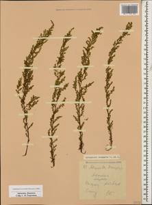 Artemisia scoparia Waldst. & Kit., Caucasus, Armenia (K5) (Armenia)