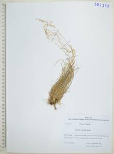 Agrostis clavata Trin., Siberia, Russian Far East (S6) (Russia)