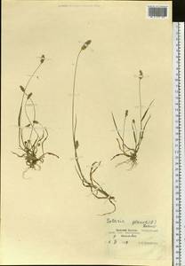 Setaria pumila (Poir.) Roem. & Schult., Siberia, Russian Far East (S6) (Russia)