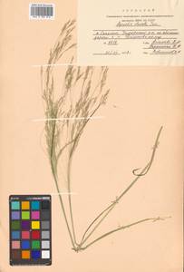 Agrostis clavata Trin., Siberia, Russian Far East (S6) (Russia)