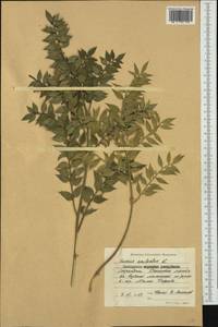 Ruscus aculeatus L., Western Europe (EUR) (Bulgaria)