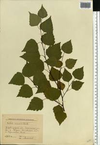 Betula pendula Roth, Eastern Europe, South Ukrainian region (E12) (Ukraine)