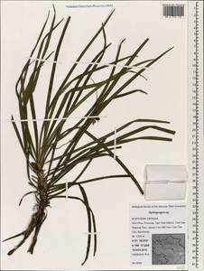 Ophiopogon, South Asia, South Asia (Asia outside ex-Soviet states and Mongolia) (ASIA) (Vietnam)