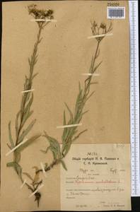 Hieracium umbellatum L., Middle Asia, Northern & Central Kazakhstan (M10) (Kazakhstan)