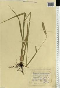 Alopecurus arundinaceus Poir., Eastern Europe, North Ukrainian region (E11) (Ukraine)