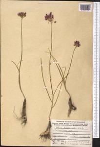 Allium barsczewskii Lipsky, Middle Asia, Western Tian Shan & Karatau (M3) (Tajikistan)