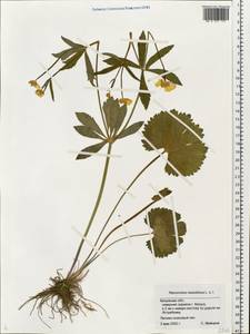 Ranunculus cassubicus L., Eastern Europe, Central region (E4) (Russia)