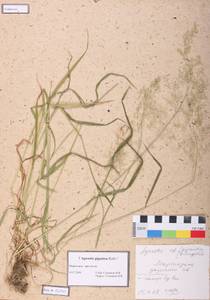 Agrostis gigantea Roth, Siberia, Altai & Sayany Mountains (S2) (Russia)