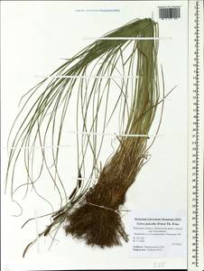Carex nigra subsp. juncea (Fr.) Soó, Eastern Europe, North-Western region (E2) (Russia)