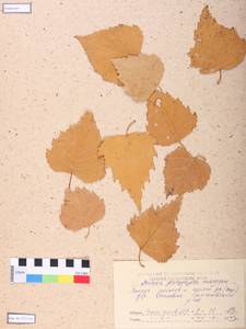 Betula pendula subsp. mandshurica (Regel) Ashburner & McAll., Siberia, Altai & Sayany Mountains (S2) (Russia)