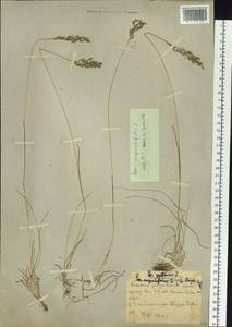 Poa angustifolia L., Siberia, Russian Far East (S6) (Russia)