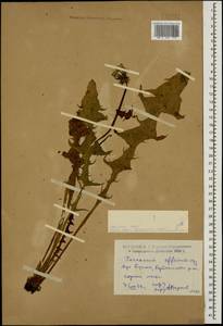 Taraxacum officinale Weber ex F. H. Wigg., Caucasus, Dagestan (K2) (Russia)