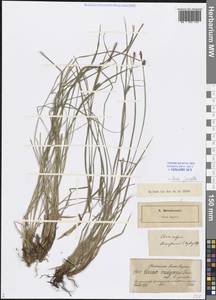 Carex nigra subsp. juncea (Fr.) Soó, Eastern Europe, North-Western region (E2) (Russia)