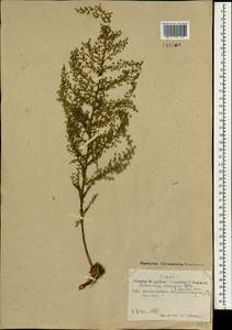 Artemisia scoparia Waldst. & Kit., Mongolia (MONG) (Mongolia)
