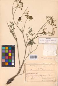 Silaum silaus (L.) Schinz & Thell., Eastern Europe, Lower Volga region (E9) (Russia)