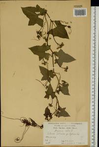Bryonia alba L., Eastern Europe, Central forest-and-steppe region (E6) (Russia)