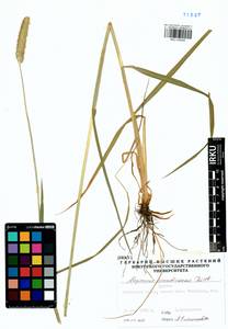 Alopecurus arundinaceus Poir., Siberia, Baikal & Transbaikal region (S4) (Russia)