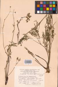 Silaum silaus (L.) Schinz & Thell., Eastern Europe, Eastern region (E10) (Russia)