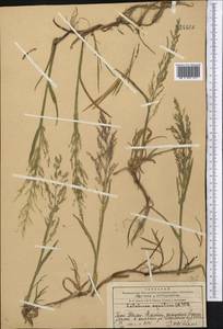 Catabrosa aquatica (L.) P.Beauv., Middle Asia, Western Tian Shan & Karatau (M3) (Kazakhstan)