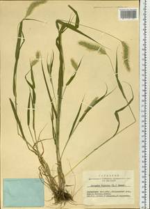 Setaria viridis (L.) P.Beauv., Siberia, Altai & Sayany Mountains (S2) (Russia)