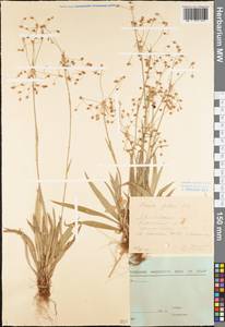 Luzula pilosa (L.) Willd., Eastern Europe, Central forest region (E5) (Russia)