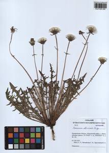 Taraxacum officinale Weber ex F. H. Wigg., Siberia, Altai & Sayany Mountains (S2) (Russia)