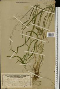 Glyceria lithuanica (Gorski) Gorski, Eastern Europe, Volga-Kama region (E7) (Russia)