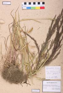 Agrostis gigantea Roth, Siberia, Altai & Sayany Mountains (S2) (Russia)