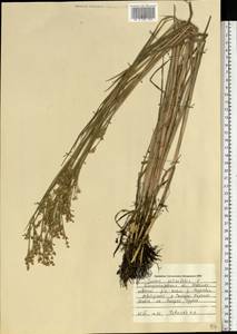 Juncus articulatus L., Eastern Europe, South Ukrainian region (E12) (Ukraine)