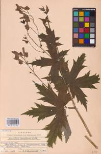 Aconitum septentrionale Koelle, Eastern Europe, Western region (E3) (Russia)