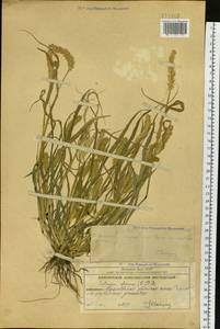 Setaria pumila (Poir.) Roem. & Schult., Siberia, Chukotka & Kamchatka (S7) (Russia)