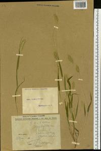 Setaria viridis (L.) P.Beauv., Siberia, Altai & Sayany Mountains (S2) (Russia)