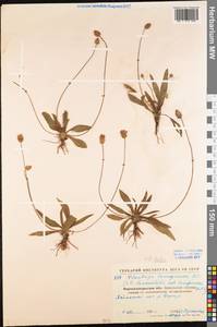 Plantago lanceolata L., Eastern Europe, North Ukrainian region (E11) (Ukraine)