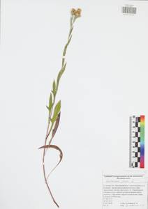 Centaurea jacea L., Eastern Europe, Central region (E4) (Russia)