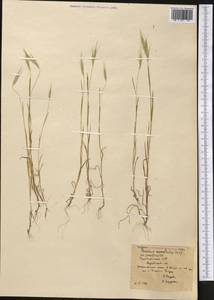 Bromus lanceolatus Roth, Middle Asia, Karakum (M6) (Turkmenistan)