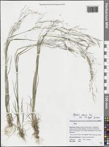 Agrostis clavata Trin., Siberia, Baikal & Transbaikal region (S4) (Russia)