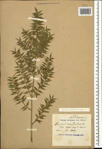 Ruscus aculeatus L., Caucasus, Black Sea Shore (from Novorossiysk to Adler) (K3) (Russia)