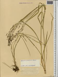 Glyceria lithuanica (Gorski) Gorski, Eastern Europe, Volga-Kama region (E7) (Russia)