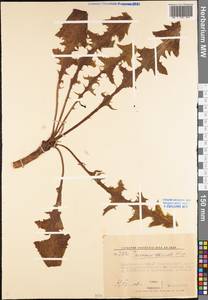 Taraxacum officinale Weber ex F. H. Wigg., Eastern Europe, Lower Volga region (E9) (Russia)