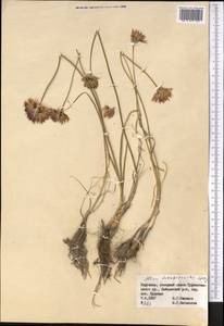 Allium barsczewskii Lipsky, Middle Asia, Pamir & Pamiro-Alai (M2) (Kyrgyzstan)